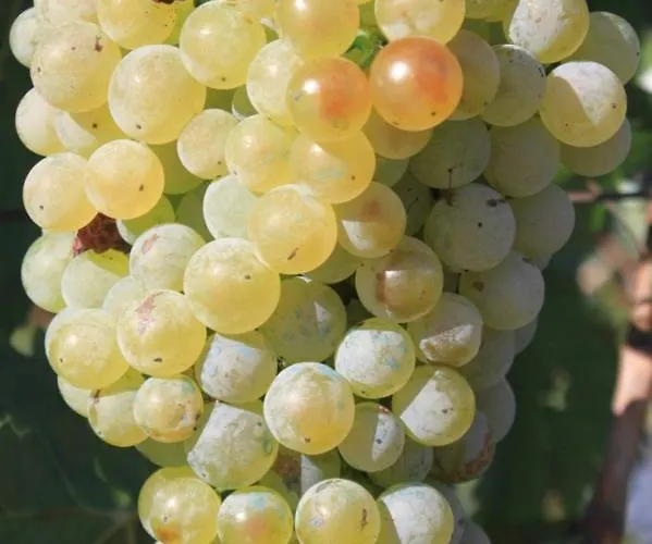 With A Parking Space Grebastica, Sibenik - 8367 Appartement Brodarica (Sibenik-Knin)